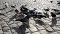 Flock of pigeons on a pavement