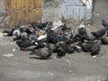 Flock of pigeons on the pavement pecks food Royalty Free Stock Photo