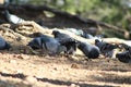 Flock of pigeons pecking grain Royalty Free Stock Photo