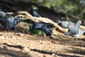 Flock of pigeons pecking grain with an unexpected guest Royalty Free Stock Photo