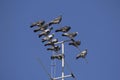 A Flock Of Pigeons Perched On A TV Antenna