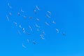 Flock of pigeons from pigeonry flying in blue sky