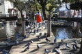 A flock of pigeons in the precincts of a shrine.