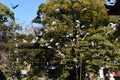 A flock of pigeons in the precincts of a shrine.