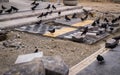 Pigeon Covey On A Walk Path Construction Site - Turkey Royalty Free Stock Photo