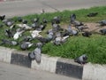 Flock of pigeons on the road Royalty Free Stock Photo