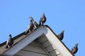 Flock of pigeons roosting on a rooftop