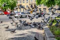 Flock of pigeons runs on the sidewalk and flies above the road against the backdrop of cityscape with cars Kharkiv, Ukraine.