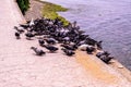 Pigeon Covey By The Blue Sea - Turkey