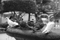 A flock of pigeons sitting on the fountain in hot summer Royalty Free Stock Photo