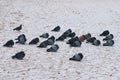 Flock of pigeons sitting on the snow-covered sand in winter. Royalty Free Stock Photo