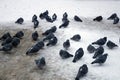 a flock of pigeons in the snow Royalty Free Stock Photo