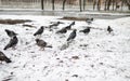 A flock of pigeons on snow, which is cold.