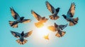 Flock of pigeons soaring in the sky, bathed in golden sunlight Royalty Free Stock Photo