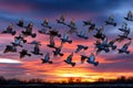 Flock of Pigeons Soaring at Sunset Royalty Free Stock Photo