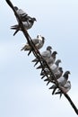 Flock of pigeons standing on electric cable