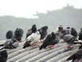 Flock of pigeons standing on the roof in the rain Royalty Free Stock Photo