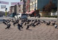 Flock of pigeons on the streets of Istanbul