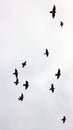 Flock of pigeons in sunset sky Royalty Free Stock Photo