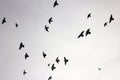 Flock of pigeons in sunset sky Royalty Free Stock Photo