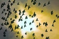 Flock of pigeons in sunset sky Royalty Free Stock Photo