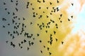 Flock of pigeons in sunset sky Royalty Free Stock Photo