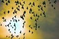 Flock of pigeons in sunset sky Royalty Free Stock Photo