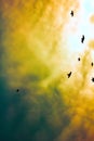 Flock of pigeons in sunset sky Royalty Free Stock Photo