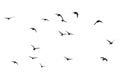 Flock of pigeons on a white background