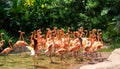 Flock of Pink Caribbean flamingos in a pond in Jurong Bird Park Singapore