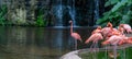 Flock of Pink Caribbean flamingos in a pond in Jurong Bird Park Singapore