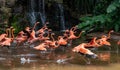 Flock of Pink Caribbean flamingos in a pond in Jurong Bird Park Singapore