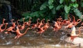 Flock of Pink Caribbean flamingos in a pond in Jurong Bird Park Singapore