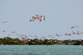 Flock of pink flamengos