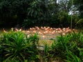 Flock of pink flamigos in the park