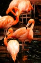 The flock of pink flamingo Royalty Free Stock Photo