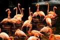The flock of pink flamingo Royalty Free Stock Photo