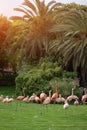 flock of pink flamingo birds walking in park on green lawn grass Royalty Free Stock Photo