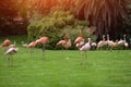 flock of pink flamingo birds walking in park on green lawn grass Royalty Free Stock Photo