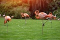 flock of pink flamingo birds walking in park on green lawn grass Royalty Free Stock Photo