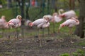 flock of pink flamingo birds in a zoo Royalty Free Stock Photo