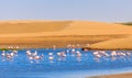 Flock of pink flamingo marching along the dune in Kalahari Desert, Namibia Royalty Free Stock Photo