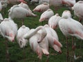 Flock of pink flamingoes