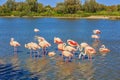 Flock of pink flamingos arranged to sleep Royalty Free Stock Photo