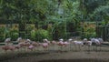 A flock of pink flamingos in the bird park is reflected in the mirrored fence of the aviary Royalty Free Stock Photo