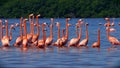 Flock of Pink Flamingos in Celestun, Mexico