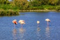 Flock of pink flamingos in the channel Royalty Free Stock Photo
