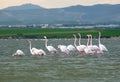 Flock of pink flamingos feeding in the Salt Lake in Larnaca, Cyprus Royalty Free Stock Photo