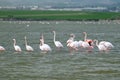 Flock of pink flamingos feeding in the Salt Lake in Larnaca, Cyprus Royalty Free Stock Photo