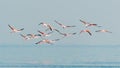 Flock of pink flamingos in flight Royalty Free Stock Photo